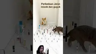 Perbedaan Jalan Mionk Dan Guguk!!? #cat #cute #duet #pets #shortvideo #trending #funny #comedy #