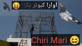 Live Awara kabutar pakra 😎#chirimari#pigeon #itskabutarbazzyt 