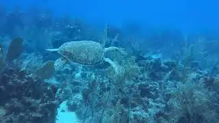 Sea Turtle, Half Moon Caye,Belize 