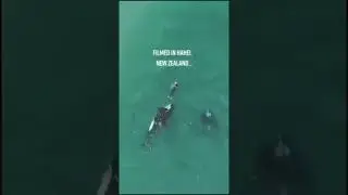 Orcas meet swimmer in New Zealand