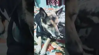 सुन्दर लोगों को देखकर अमीर हो जाते है#funny#germanshepheard#comedy #memes#shortvideo#dog#pets#lofi