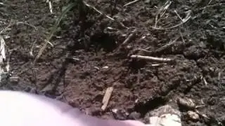 Arrow head hunting with my dad