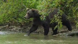 Дикая природа России Wildlife in Russia National Geographic 4K Ultra HD