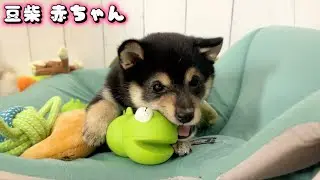 【豆柴犬】お名前決定！！可愛い赤ちゃんの最新情報と成犬ちゃんたちの立派なしつけ風景！“子犬と癒し”まめしば亭ブログvlog