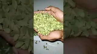 #world #expensive #spices #indian #green #cardamom