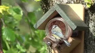 Vogels in de tuin