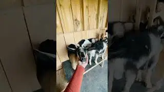 Baby Robins living in the Goat Shelter / Beautiful New Life #goat #chivas #birds #farm #farmlife
