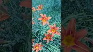 Orange Lily Lillium ✨️🫰#love #terracegardenindia #gardenplants #plantsofindia #garden #gardenflowers