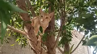 Cat Beautiful video 😻