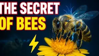 How Bees Use Electricity to Find Flowers! ⚡🐝🌸 Nature&rsquo;s Secret