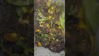Compost Effortless with GEME Electric Kitchen Composter #geme #foodwaste #homecomposting