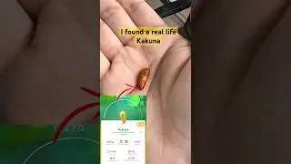 Real Life Pokemon Kakuna