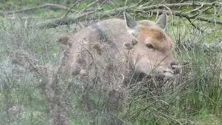 Sika Deer