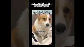 Dogesh भाई पाकिस्तान jaa कर गदर मचाएंगे 🥶#shorts #dogmeme #dogeshbhai #ytshorts #trending