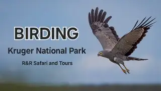 Kruger National Park Birding | R&R Safaris and Tours