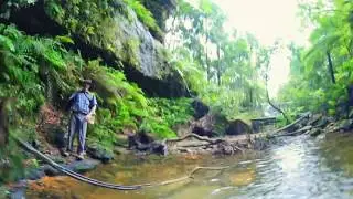 Fern Bower Blue Mountains National Park 360 VR