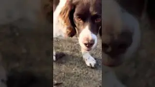 Dog Therapy 🐕 | This Simple Game Calms My Mind