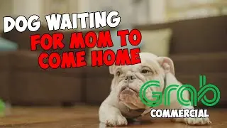Dog waiting for Mom to come home