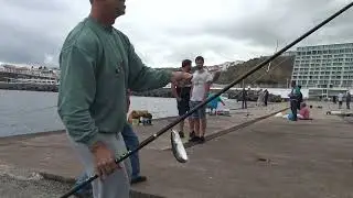 Chub mackerel fishing   Scomber japonicus