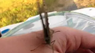 Eyespot Butterfly!! O.O