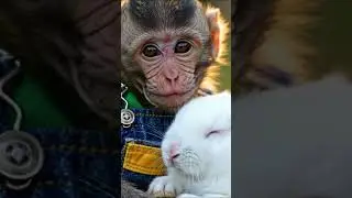 Baby Monkey&rsquo;s Daring Rescue on the Tracks! Saving the Little Rabbit from the Train 🚂🐒🐰 #cute #kids