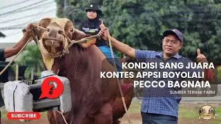 UPDATE TIMBANGAN SANG JUARA PECCO BAGNAIA ‼️ | SUMBER TERNAK FARM