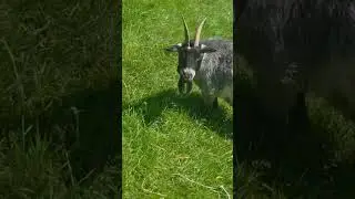 #goat #animalsshort #animals#goodwibe #funnyvideo #funnyshorts #funny #fun#wild#zoo#eating
