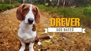 Drever Dog Breed - Everything You Need to Know