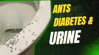 Does Ants Attracted to Urine Mean Diabetes? #health #diabetes by Dr Muhammad salman 