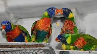New Breeding Facility | Lorikeets & Lories | Gift Of Flight 🇮🇳 Mini Bird Breeding Facility