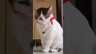 Cat 🐈 🐈‍⬛ 🐱 #cat #cats #animal #animals #short #shorts #naturethe