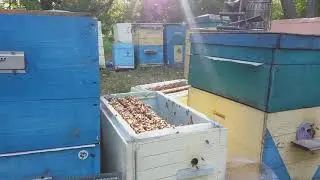 акация 2020 под начало взятка делаем (семьи  медовики )