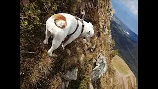TRAIL RUNNING with BULLDOG