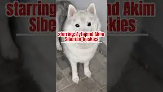 Странное короткометражное видео с Айлой и Акимом в главных ролях &ndash; Смешные сибирские хаски #siber...