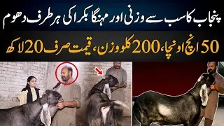 200 Kilo ka Bakra: Kaala Butt | Bakra Eid