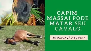 Capim Massai pode matar seu cavalo!