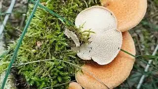 Трутовик ячеистый (Neofavolus alveolaris), съедобный гриб, грибы 2022
