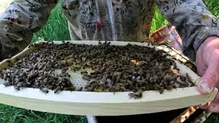 Рои Большие и маленькие. Матки.
