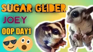 SILA ANG KUMAIN SA IPIS | SUGAR GLIDER | ISETv