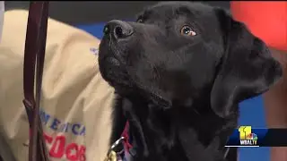 Camden helps create personal space
