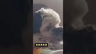 #animalprank ,#funnyvideo ,#explore