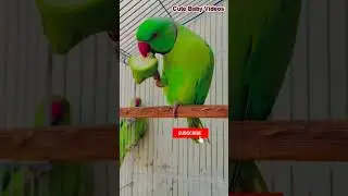 Parrot talk mia mitho # toty ki awaz