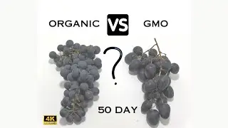 Organic vs GMO Grapes Time Lapse (BIO vs NON-BIO)