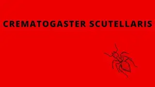 Crematogaster scutellaris kolonies eten meelworm | Timelaps