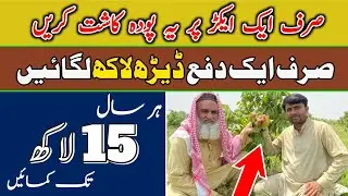 Litchi Farming  Business In Punjab Pakistan 2021