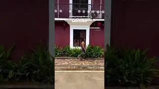Walking through Fontainhas in Goa | Goa Videos | Things to Do in Goa #goa #outfit #fashion