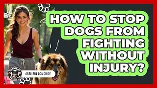 How to Stop Dogs From Fighting Without Injury?