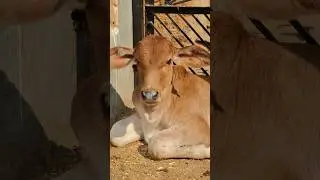 cute cow and calf 😘 #cow #gircow #calves