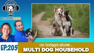 4 Tools And 2 Rules To Living In A Multi Dog Household - Mccann Dogs Podcast - S2 - E5