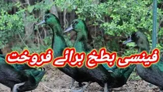 Black Cayuga Duck Available For Sale In Pakistan | Imported Duck |